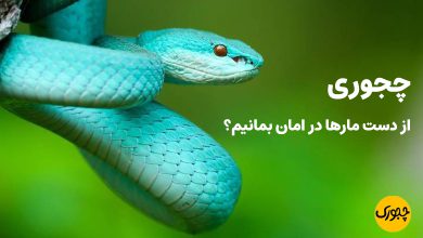 چجوری از دست مارها در امان بمانیم؟