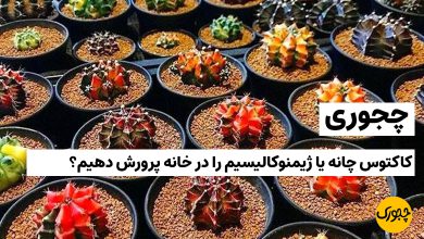 چجوری کاکتوس چانه یا ژیمنوکالیسیم را در خانه پرورش دهیم؟