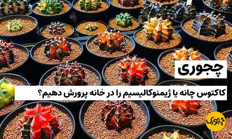 چجوری کاکتوس چانه یا ژیمنوکالیسیم را در خانه پرورش دهیم؟